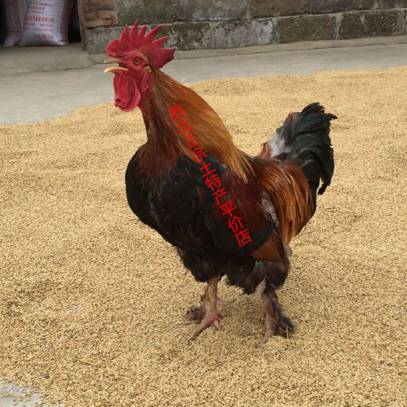 Native Farmhouse Loose 2-year old rooster now kills Shunfeng for more than 3 years Hubby chicken please consult customer service