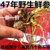 Ginseng Wild Mountain ginseng Fresh wild ginseng Wild Mountain Ginseng First-class product Changbai Mountain Wild Ginseng Millennium fresh wild Mountain ginseng