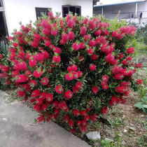 Cold-resistant red Melaleuca saplings green plants potted courtyard plants evergreen noble bonsai courtyard landscapes golden treasure trees all seasons