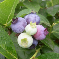 Changbai Mountain fresh blueberries for pregnant women cold zone blueberries fresh fruits first harvest blueberries 1000g SF