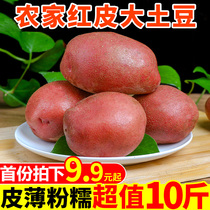  Yunnan fresh red potatoes 10 kg self-grown agricultural products potatoes Seasonal yellow heart potatoes FCL potatoes