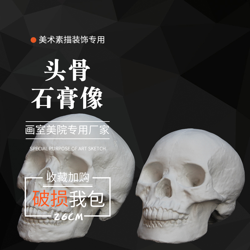 Plaster like fine art teaching aids male and female skulls skull skull plaster skull sketches sketches sketches of raw teaching aids Sculpture Pendulum