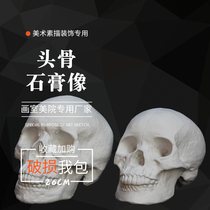 Plaster statue art teaching aids Men and women skulls skull plaster head still life sketch sketching teaching aids Sculpture ornaments