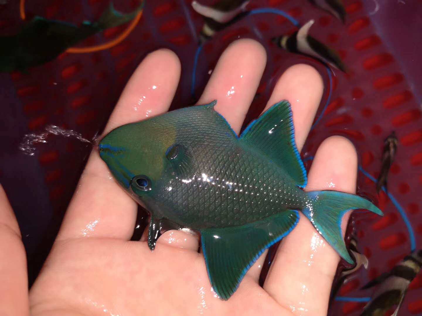 魔鬼炮弹：海洋珊瑚鱼中的“活体宝石”💎-水族服务-淘宝好物网