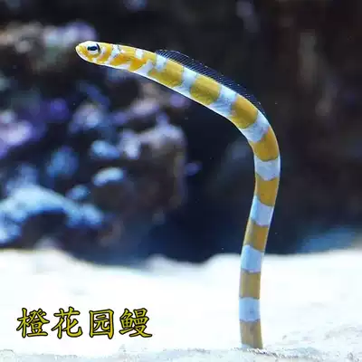 花园鳗黄金花园鳗肉食厚沙饲养活体海水鱼海鳗必拍包装