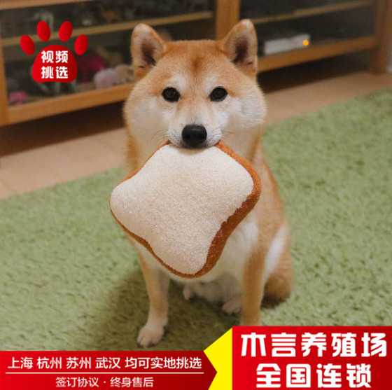 Shiba Inu puppy breeding base in Shanghai can select live purebred pet dogs Japanese smiling Shiba