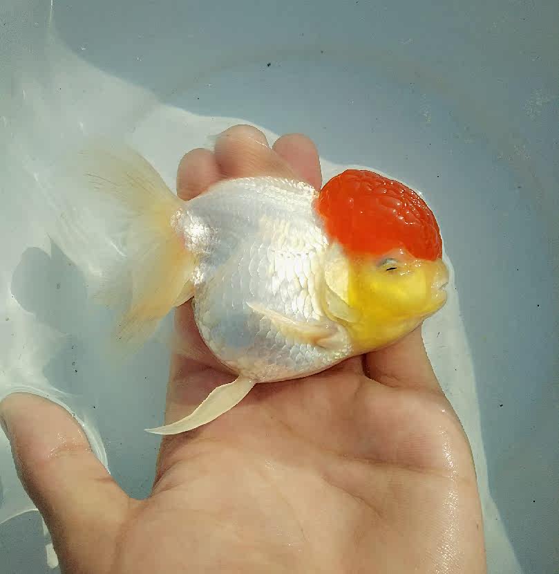 cold water goldfish