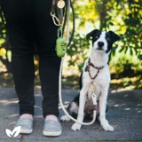 earthrated Собаки с подборкой дерьмовой сумки собирают мешки домашних животных, чтобы вытащить артефакты, чтобы вонючие и стерилизовать, чтобы защитить землю