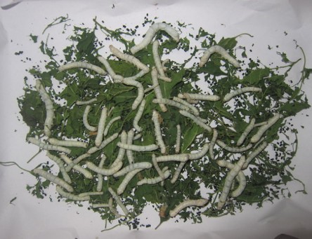 Breeding sericulture Silkworm Rearing Silkworms Rearing Breeding Film Tutorial Self-Learning Learning