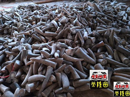 Белый як рог рог сырился бык -рог сын белый бычья рог, выбор сырье