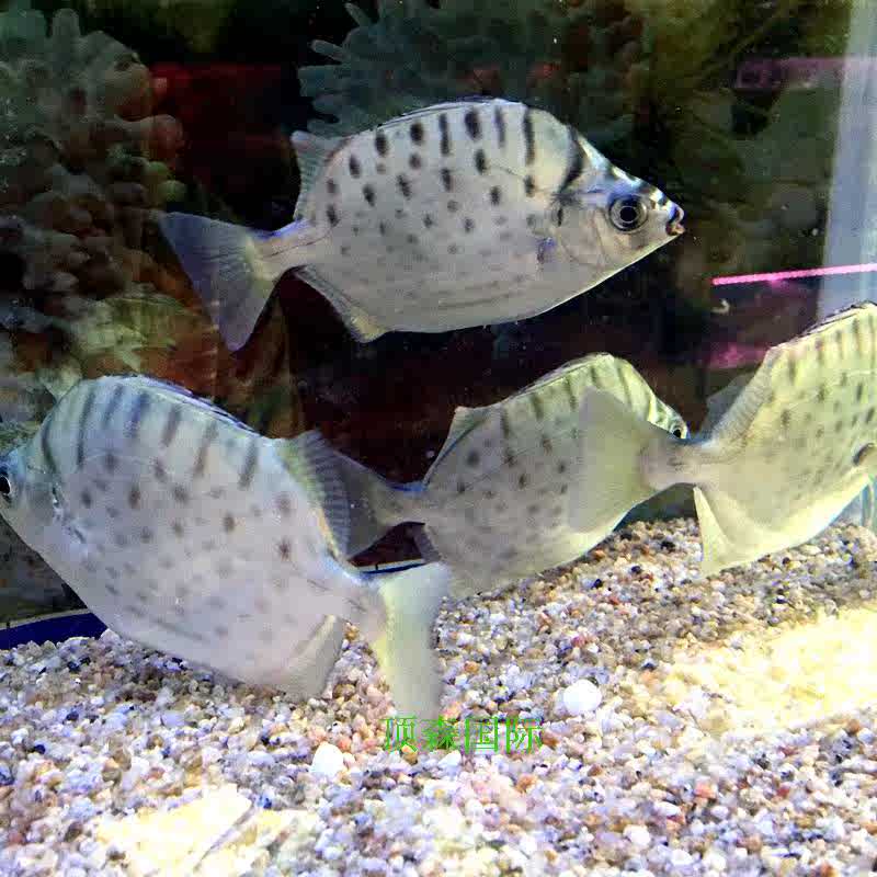 銀古魚銀鼓魚熱帶魚觀賞魚水族寵物活體魚大型魚羣遊魚包活