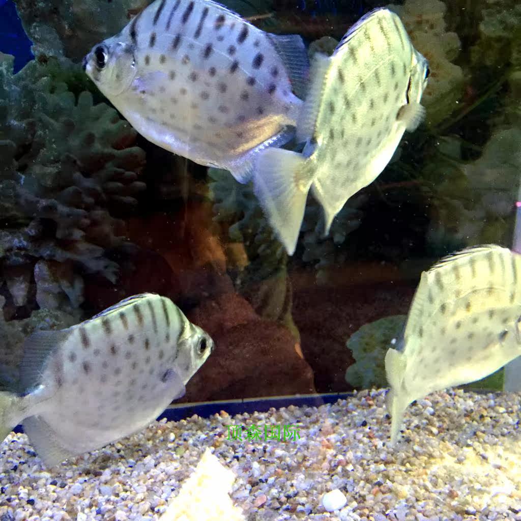 銀古魚銀鼓魚熱帶魚觀賞魚水族寵物活體魚大型魚羣遊魚包活