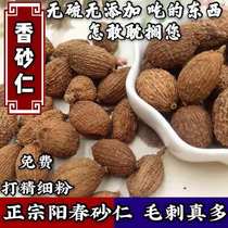 Authentic and high-quality fragrant Amomum villosum 100g spices and condiments Guangzhou Amomum villosum Yangchun Amomum villosum braised pork hot pot