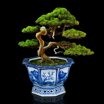 Octagon Blue Pot Ceramic Jingde Town Handpa Painting Guests Rohan Pine Pot Orchid Pot Pot