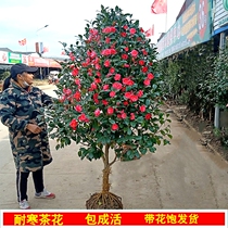 Courtyard four seasons fragrant large flower double-petaled camellia hardy tree cold seedlings with buds Outdoor living room potted camellia seedlings