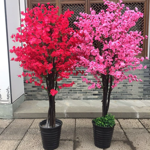 Керри персич расцветает