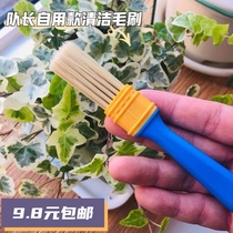  Captains succulent cleaning brush plant foliar dust removal cleaning brush Gardening potted plant cleaning ash removal small brush