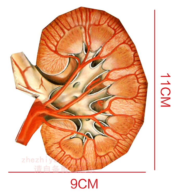 Nội tạng và thận y học khoa học phổ biến Mô hình giấy 3D ba chiều origami thủ công mô hình giấy tự làm không thành phẩm - Mô hình giấy