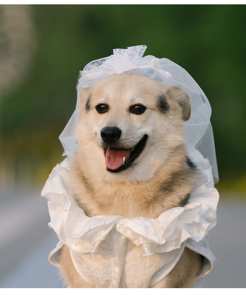 dog wedding dress golden retriever for Medium and Large Dogs, Corgi, Shiba Inu, Retriever, Samoyed, Labrador Wedding Dress: Pet Food and Supplies,Pet Clothing/Accessories,Pet Clothing,-Taobao-Everything you want all in Taobao and Tmall romantic fit and flare wedding dresses
