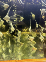 Blue Magic Yan 2 pieces 3 orders shipped 6 orders delivered with feed