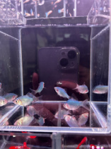 Color-changing tiger skin 2 pieces 3 orders shipped 6 orders free 50 grams of feed