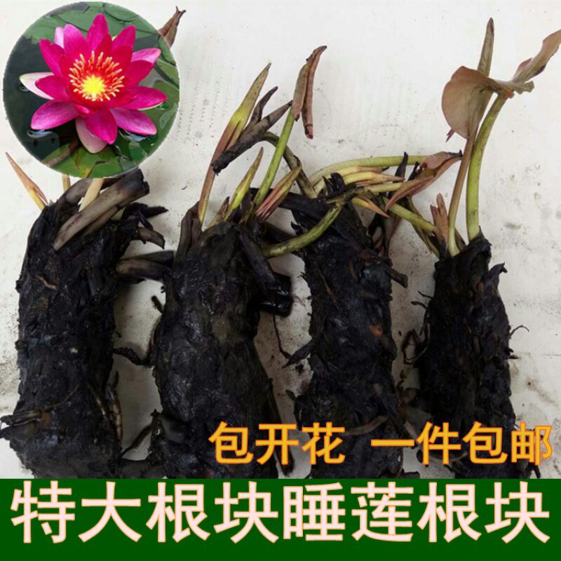 Large Sleeping Lotus Root Block Water Plant Flowers Green Plant Blue Sleeping Lotus Lotus Bowl Lotus Seedling Large Rootstock