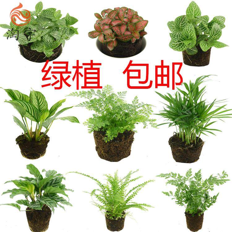 Green Plant Potted Plant Microscape Eco-Bottle Plant Amphibian Indoor Fresh Water Cultivation Set Up Collection