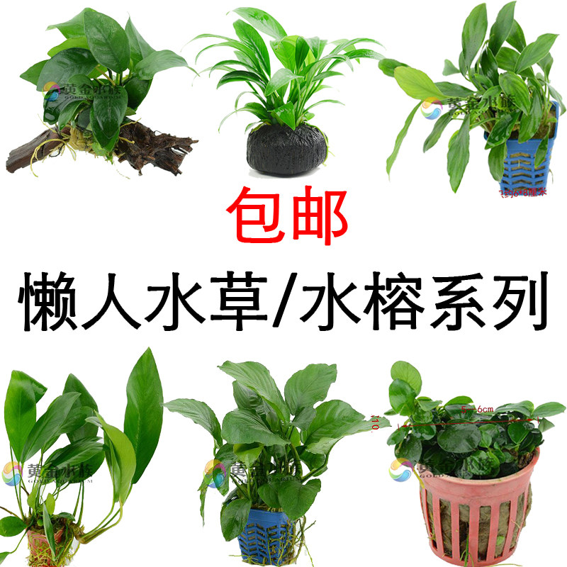 Water Banyan Series Dovetailed Banyan Size Ballet Dpa Banyan Size Water Banyan Gold Banyan Gold Banyan Thai Sharp Leaf Banyan