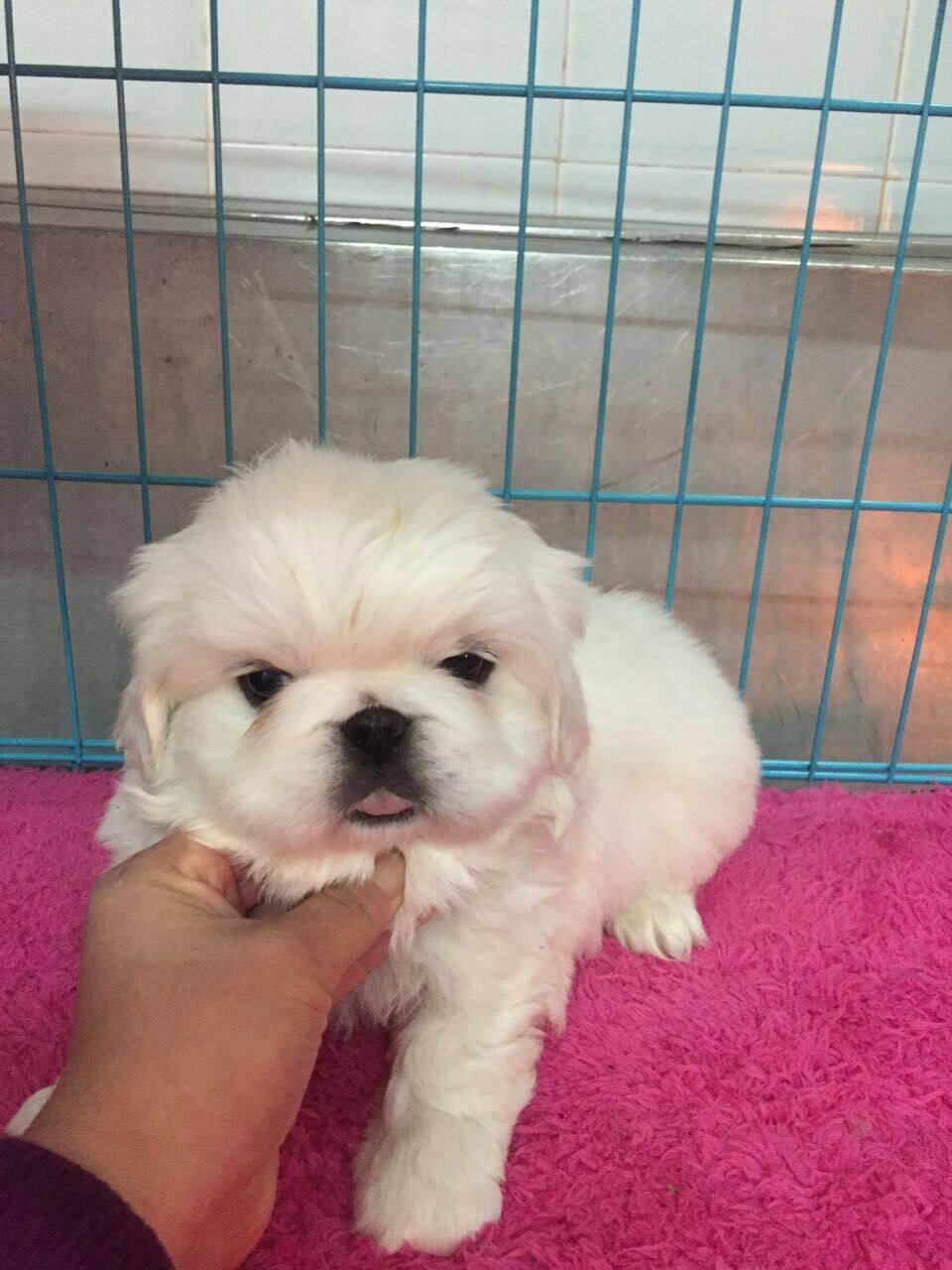 纯种白京巴北京犬宠物小狗幼犬 可上门 两个月大