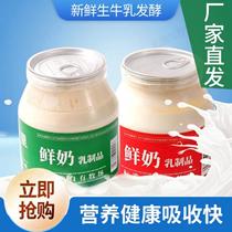 (Direct delivery from the manufacturer) Beiguo Jiuwanli classic Naipizi old yogurt 580g*1 can low temperature fermentation