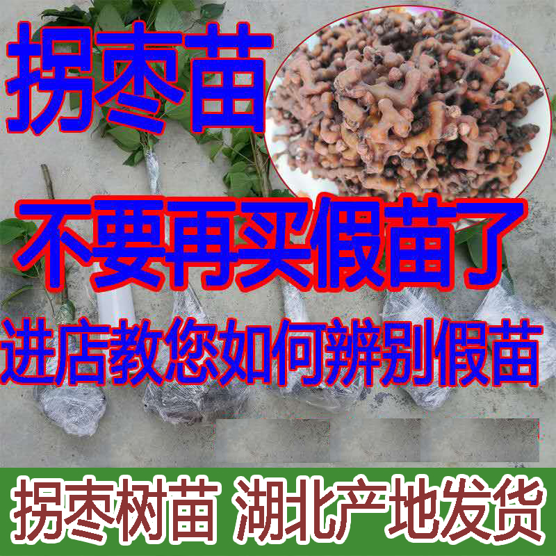 Inflection Zaozao Miao chicken claw pear tree Miao Wanshou fruit tree saplings honey bee honey source Fruit Miao Potted plant ground planting