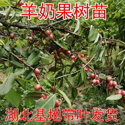 Sheep milk fruit tree seedlings, sheep milk seedlings, precious fruit tree seedlings, sheep's milk, black blind fruit