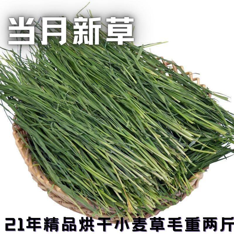 22 years of new drying wheatgrass boutique rabbit grass hay chinchilla guinea pig guinea pig grass feed gross weight two pounds