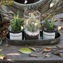 French American tin tray still life photography props gardening Tori multi-meat flowerpot Lavre gardening