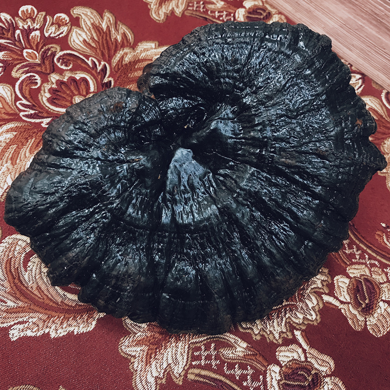 Guangxi Phnom Penh Lingzhi Lucid Lucid and Boiling Water Boiled Water Default Sliced 500g exquisite gift box dress