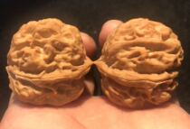 Wenplay walnut pure wild three-sided corrugated edge shaped lion head Toad head Toad head Nanjiang stone four building special offer