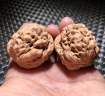 40 size pure wild text with walnut golden toad zumba toad head lion head full pint authentic