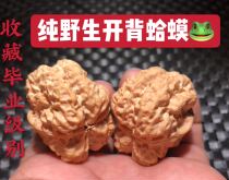 Pure wild Wenplay old Golden Toad head Iron open back hemp walnut stuffy Pier Nanjiang stone four building Apple Orchard special price