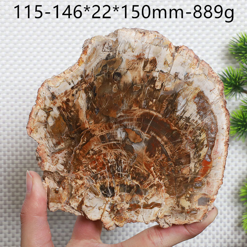 天然馬達加斯加木化石切片木化玉原石奇石風景片礦物標本一物一圖