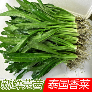 Fresh large coriander and coriander thai edible tom yum soup ingredients eryngium coriander large coriander spices vegetable seasoning