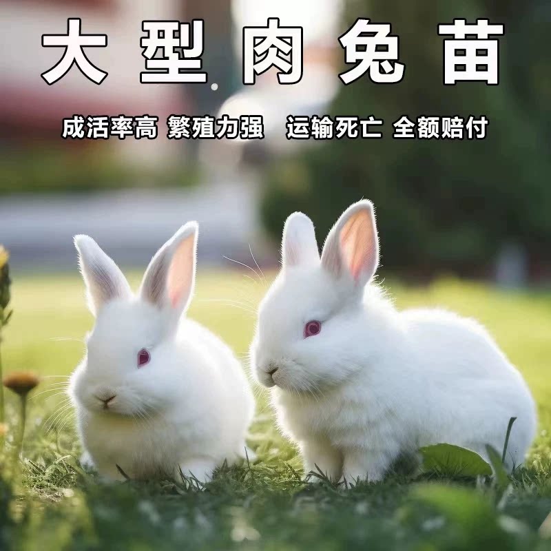 新西兰🐰 白兔兔苗，可食用可繁殖，性价比之选 💯-兔-淘宝好物网