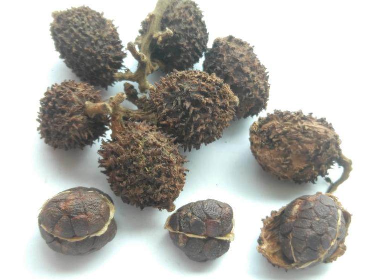 Spring San Ren Special Class Yangchun Spring Shan Renha Farm Dry Fruit No infarction and other 50g