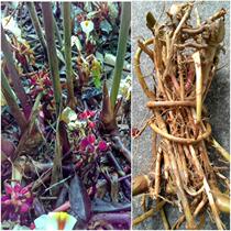 Spring Amomum root fresh spring specialty raw Amomum root small yellow seedling natural planting sand Ren vine Yangjiang Amomum neck