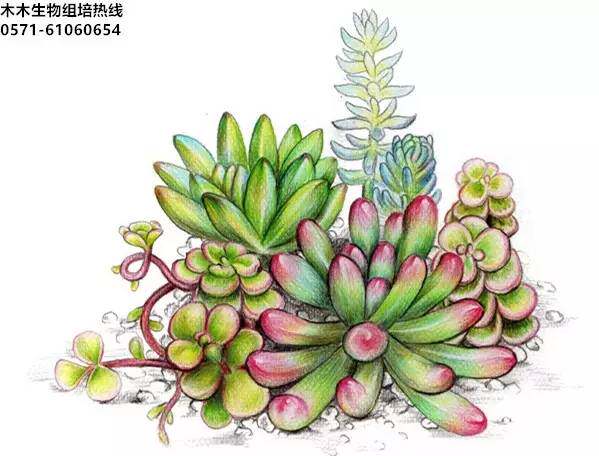 木木生物专题之多肉组培技术培训 多肉组培 多肉组培育苗技术