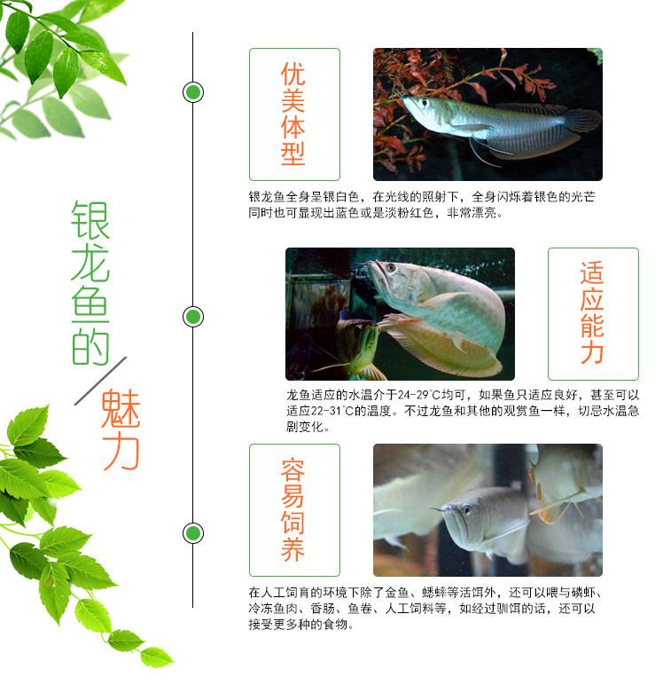 热带观赏鱼银龙鱼大型鱼龙鱼风水鱼精品银龙鱼活体招财鱼银龙鱼苗 虎窝淘