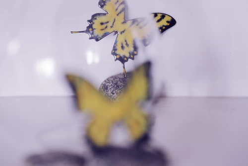 Эмаль, брошь, оригинальная натуральная подвеска с бабочкой ручной работы, подарок на день рождения