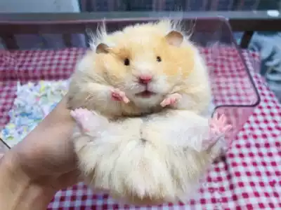 Domestic rare Golden Silk Bear Sterling silver Tortoiseshell Yellow gene eyeliner Cinnamon surface Honey Polly pattern Long-haired Bear Deposit