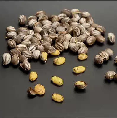 Tank bug live high protein food bug macaroni long meat artifact pet snack