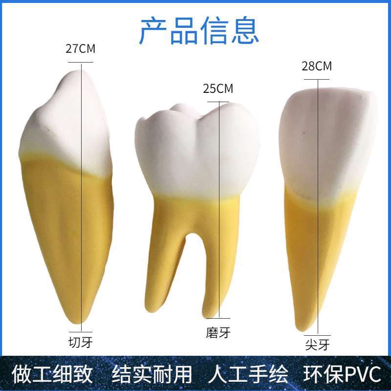 12倍放大人体牙齿解剖模型可拆分解牙髓牙神经牙齿切牙尖牙磨牙