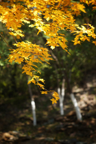 Ai Gao counter domestic water-proof durable shoulder tote bag J0023 PACKAIR QU